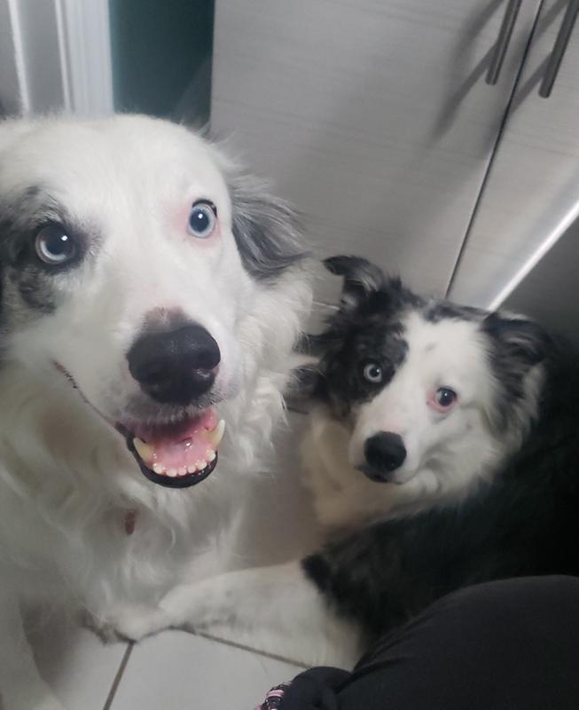 fresh kisses for dogs