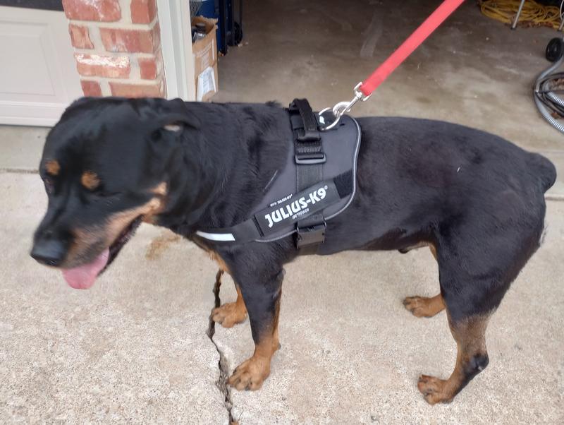 Julius k9 rottweiler hotsell