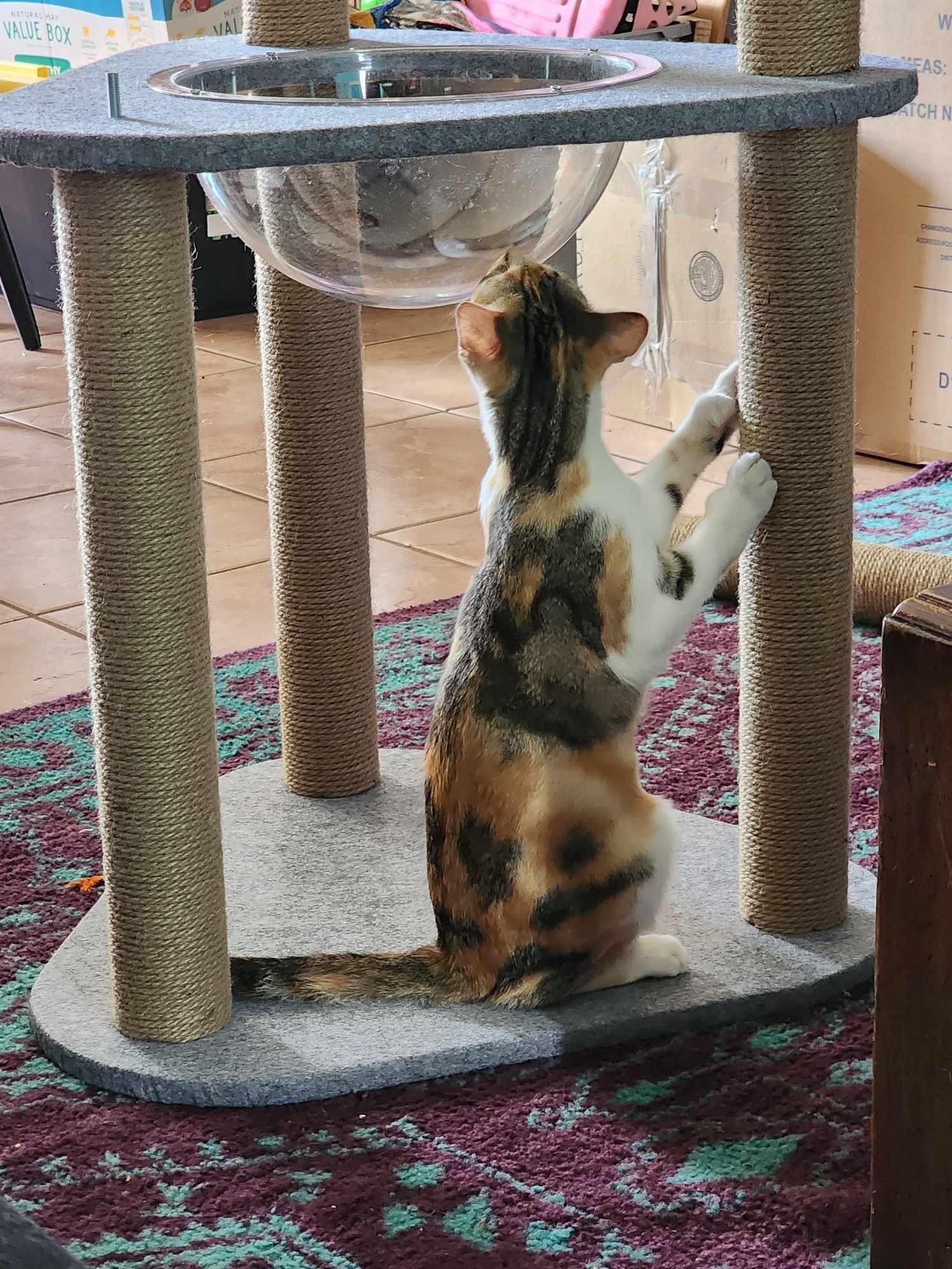 EveryYay 3 Level Cat Tree 60.5 H Petco