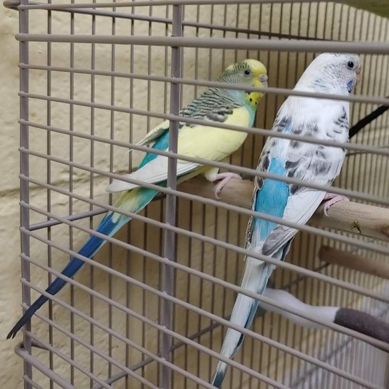 Petco roudybush sale