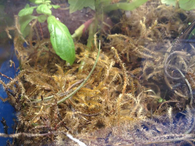 That's ugly moss :(