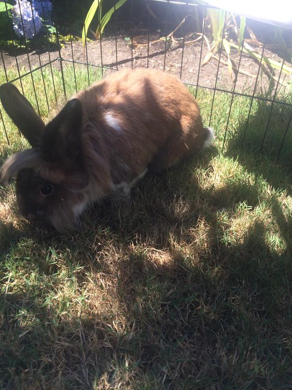 you and me adjustable exercise pen xxl