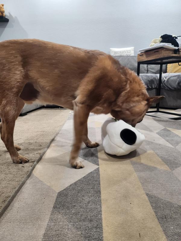 A cattle dog shoves his face into the eye hole of the Calavera toy