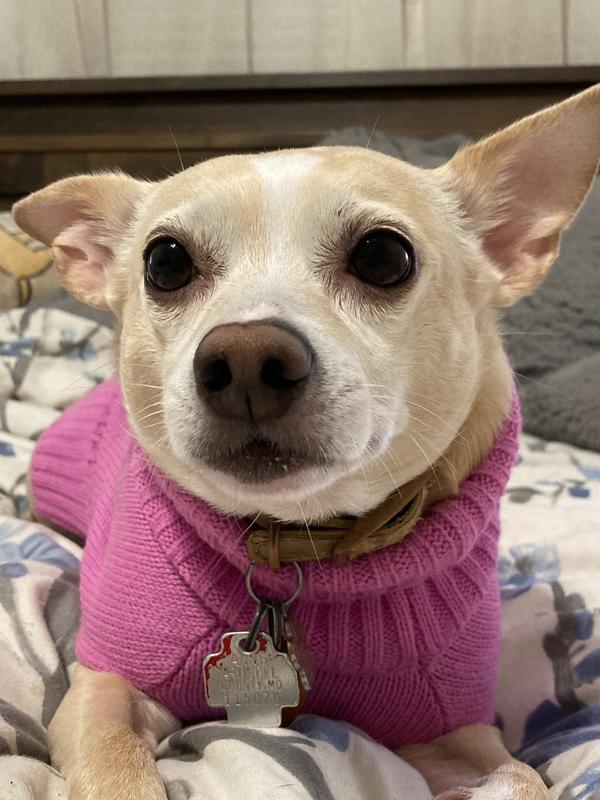 Sweater is very well-made and the fabric is thick and cozy. Perfect for Halloween or any other chilly day.