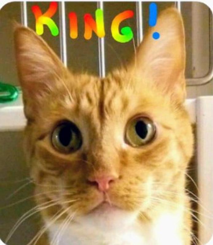 King Juicebox