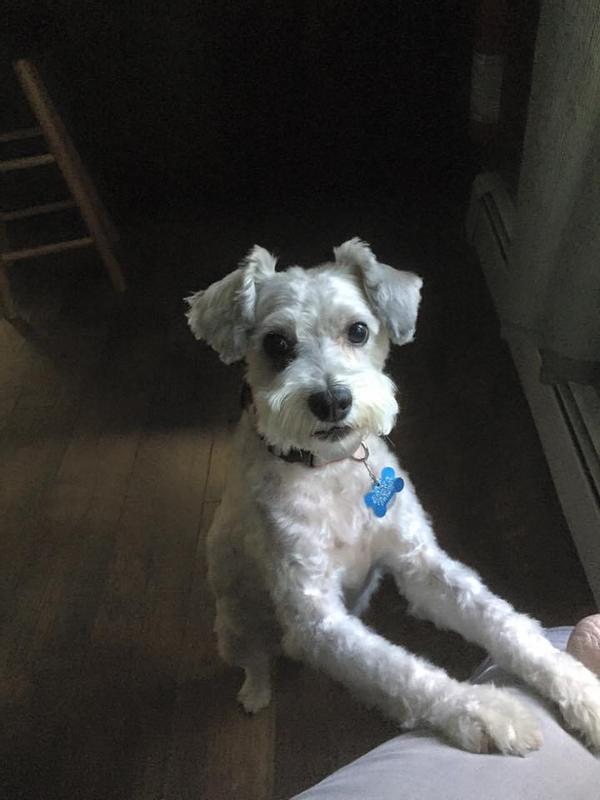 Teddy the Schnoodle