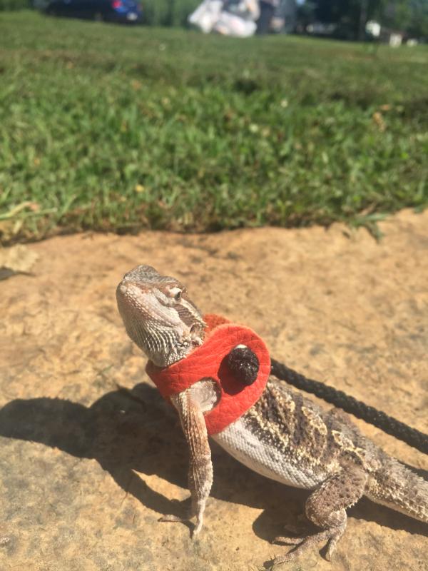 Gecko on outlet a leash