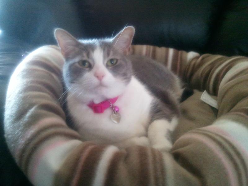 Gracie