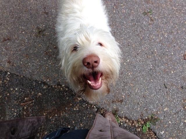 Photo - commentaire&nbsp;8.