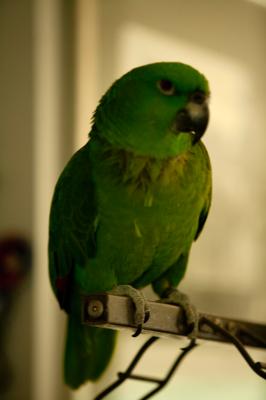 Amazon Parrot