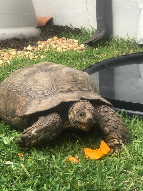 petco igloo dog house medium