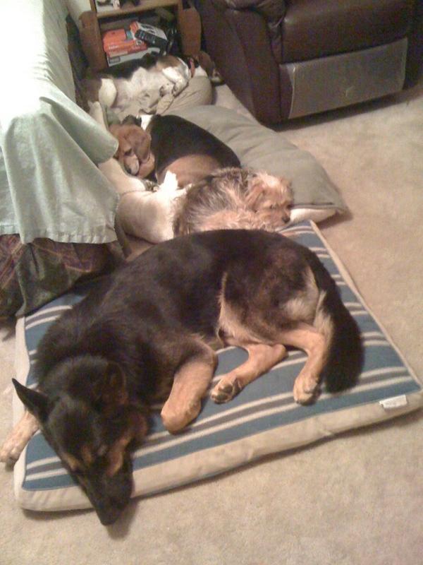 Tex ( German Shepherd) and Rudy (Beagle)