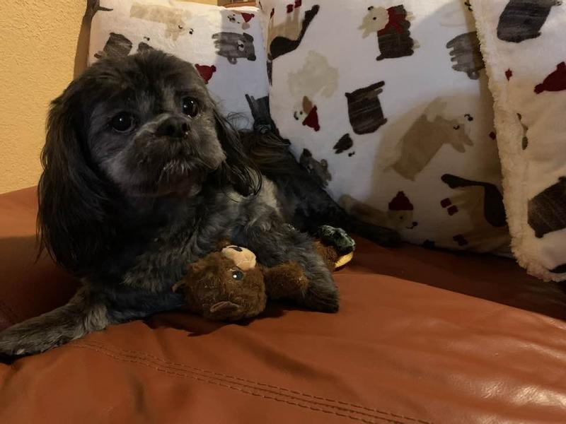 Smokey chilling with a new favorite toy