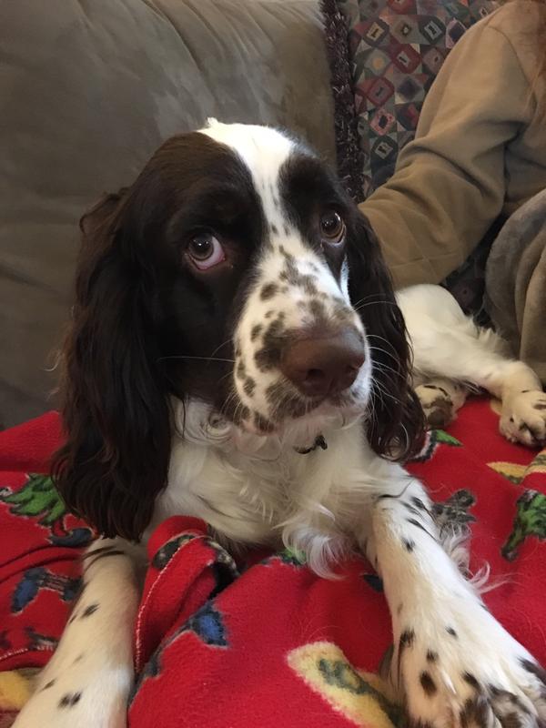 The cutest Springer Spanial ever.