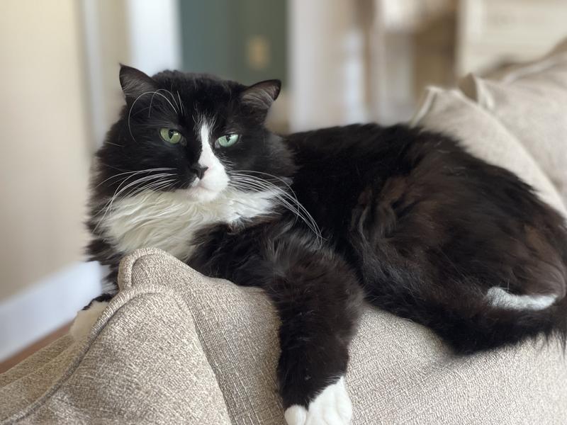 World's Best Original Series Lavender Scented Multi Corn Cat Litter, 8