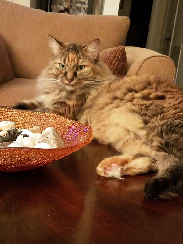 Lala, Maine Coon mix