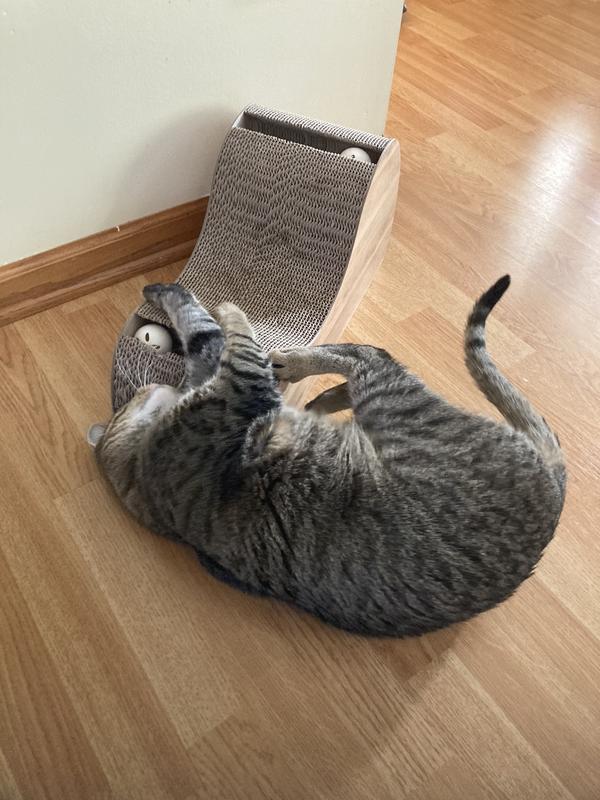 Cat loves playing with it