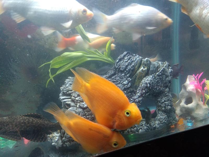 My blood parrot fish like to eat the shrimps