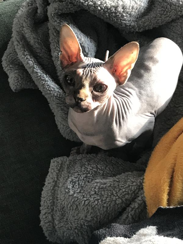 Natural Balance L.I.D. Green Pea & Venison Cat Food 8 lbs