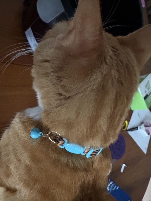 XS is a little snug