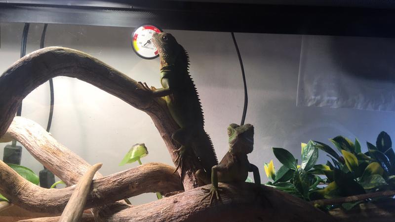 Petco chinese cheap water dragon