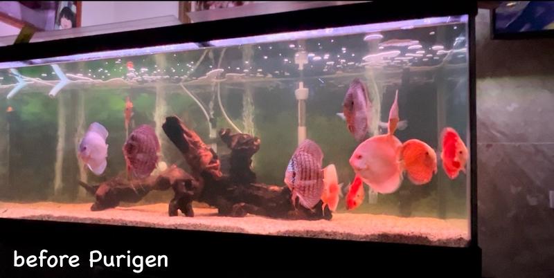 Seachem Purigen - how to get crystal clear aquarium water