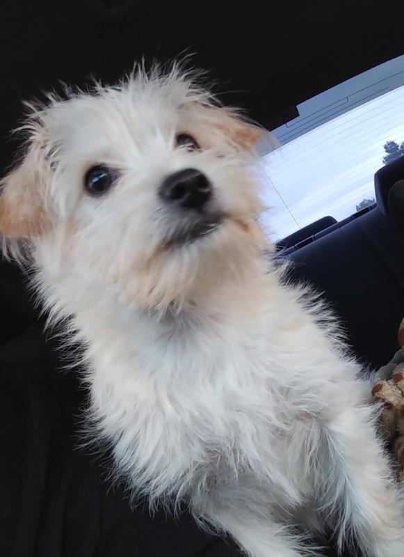 Well & Good Dog Eye Wipes, Tear Stain Remover, 100 Count