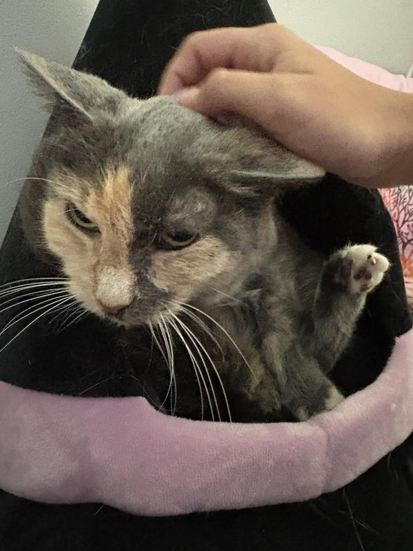 Sweet senior kitty almost fit the bed