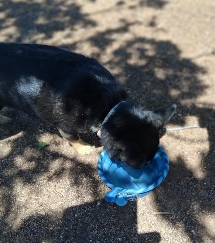 Good for small dog