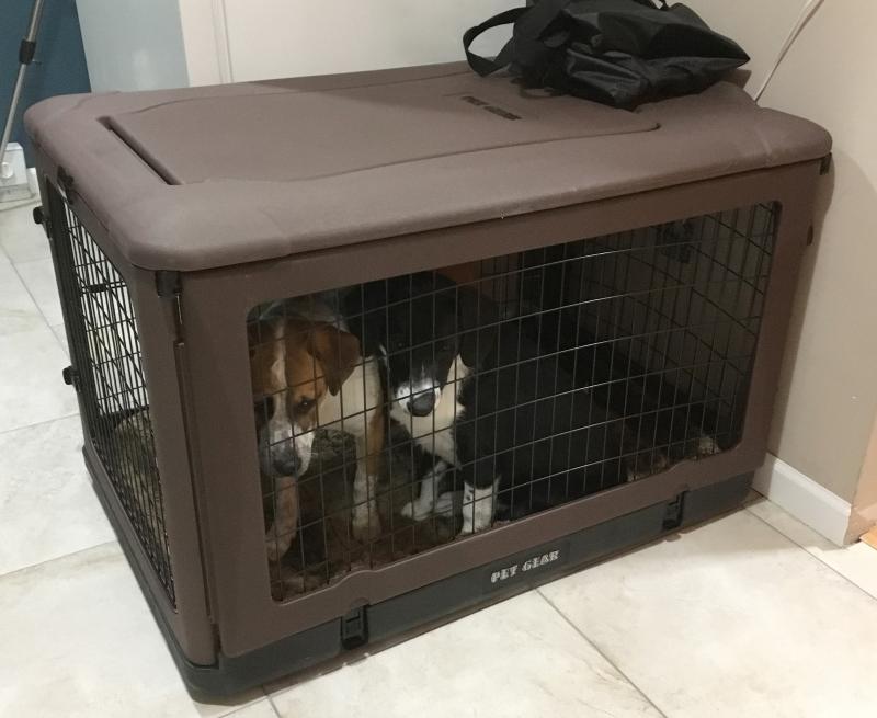 both puppies inside their new crate