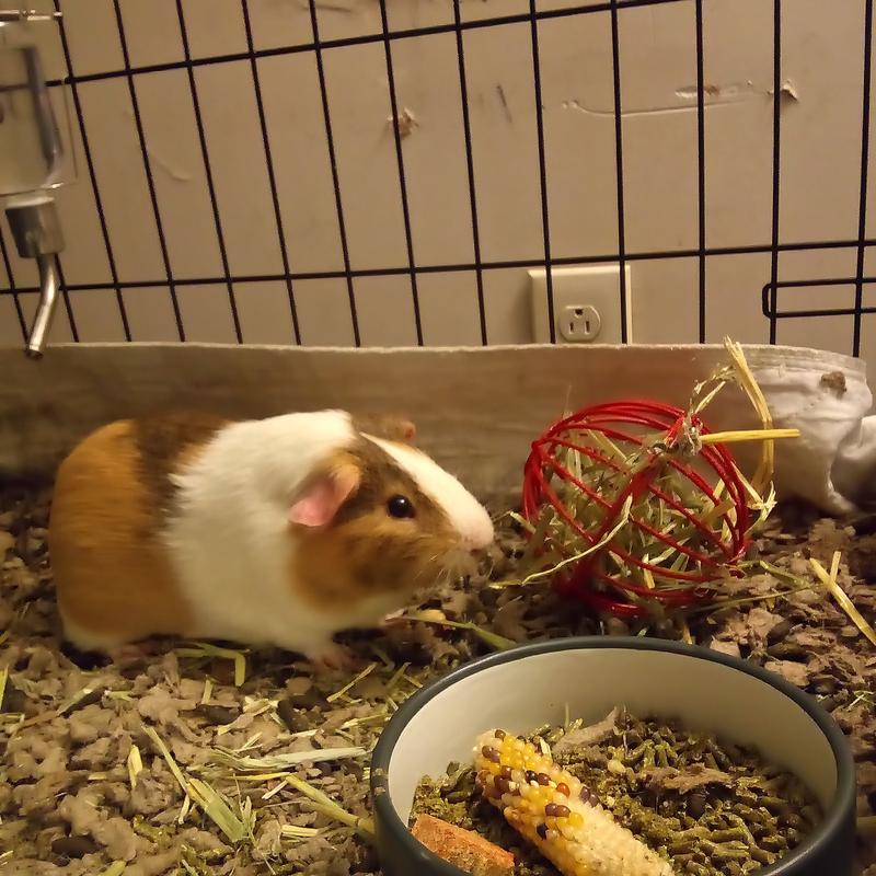 Kaytee fiesta hotsell guinea pig food