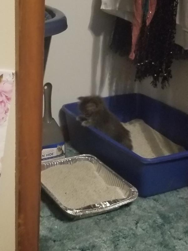 He wouldn't use the tiny side pan; but he used it as a boost to get into the big boy box!
