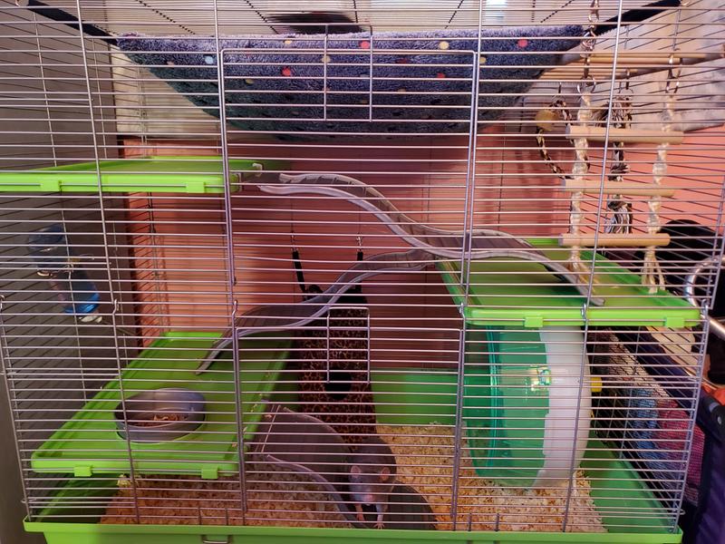 kaytee my first home rat habitat