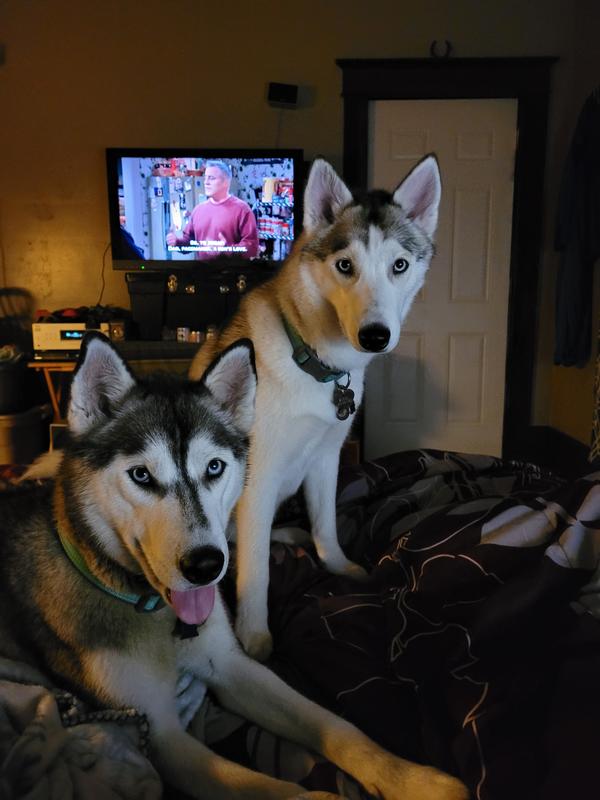 Now we have happy healthy puppies.