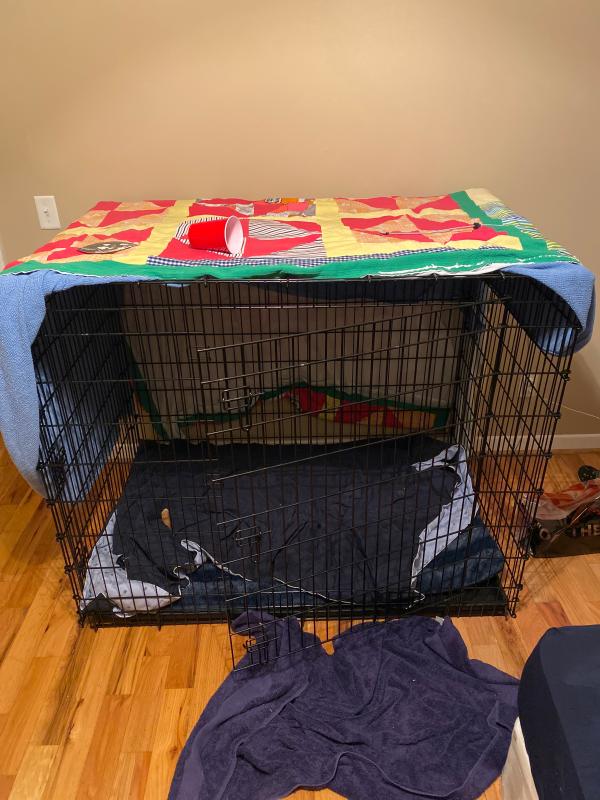 midwest xxlarge dog crate 54x35x45