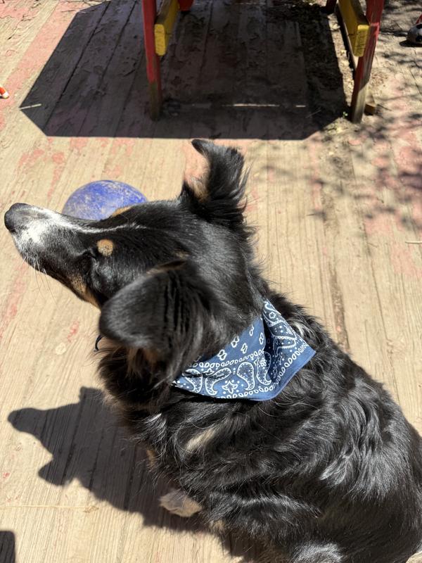 Stella Blue !