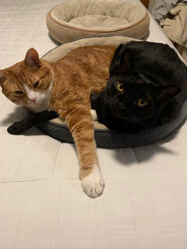 Photo - commentaire 6.