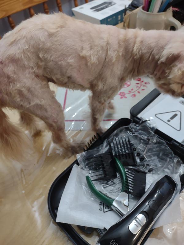 First time grooming my dog, I am new to this, so not perfect, but definitely saved the money to go to a groomer.