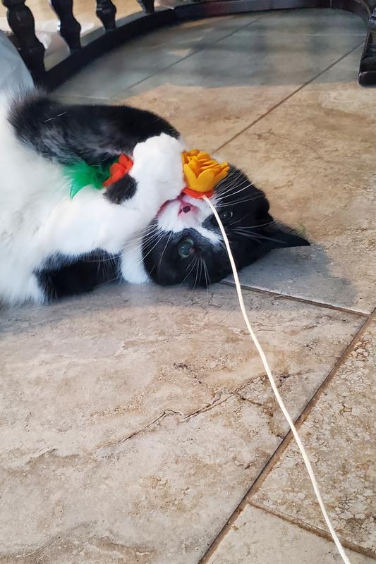 15 yo , short haired tuxedo