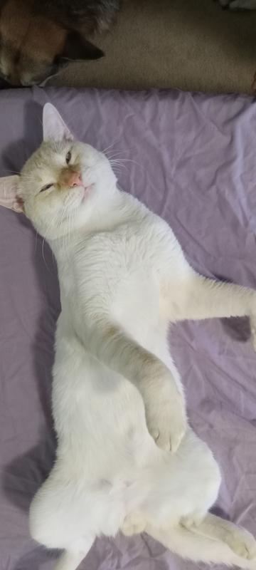 Petco cat uti medicine store