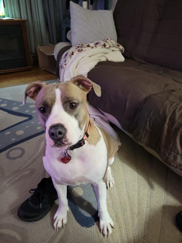 Bella