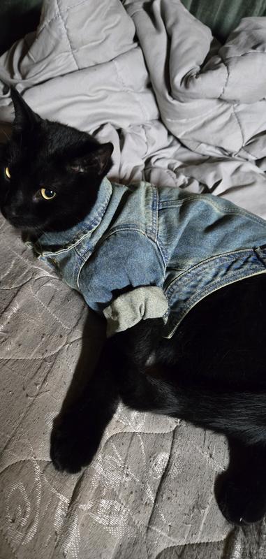 One Cool Cat !