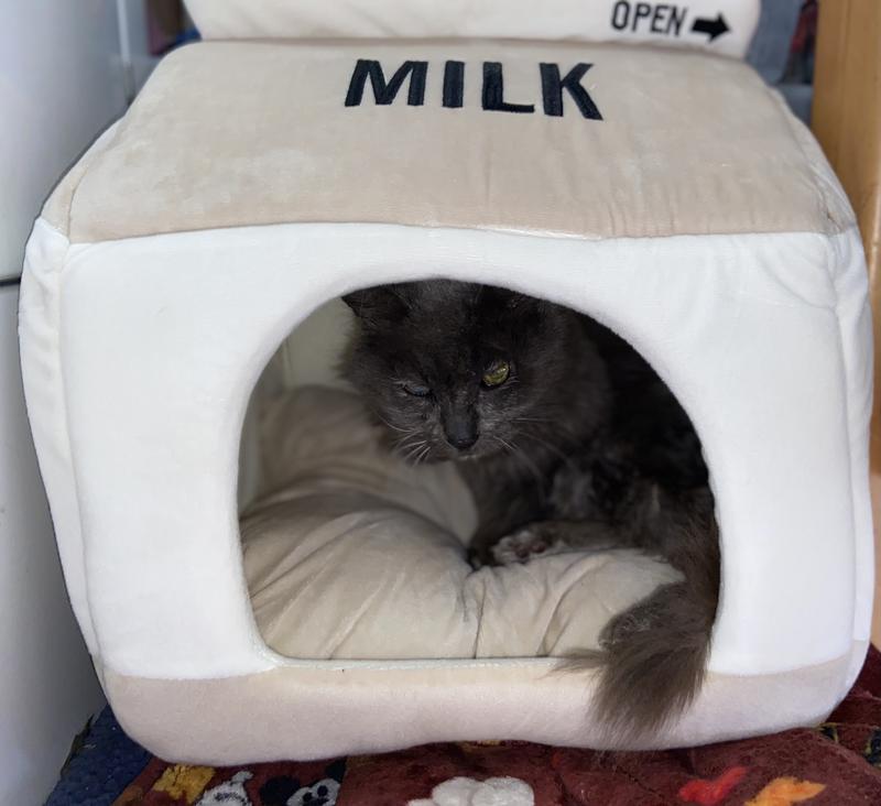 She went right inside and claimed her new bed
