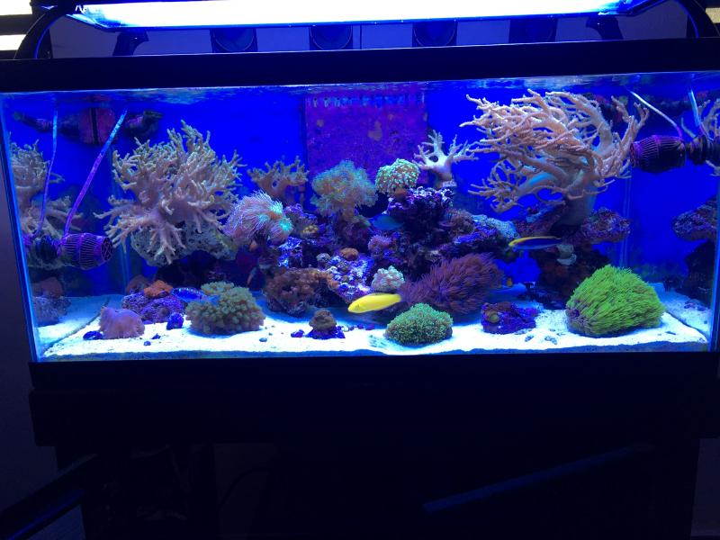 Seachem Phosguard – Water Colors Aquarium Gallery