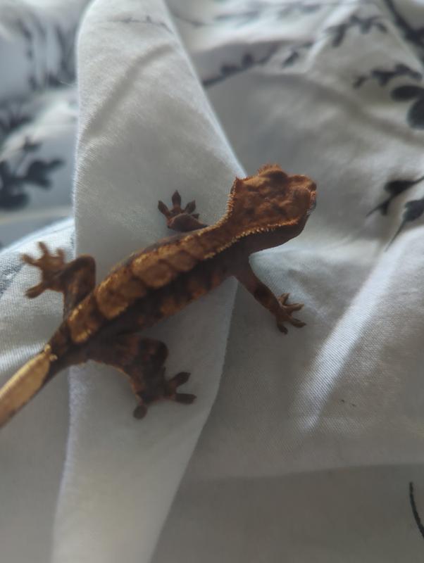 Geckos best sale at petco