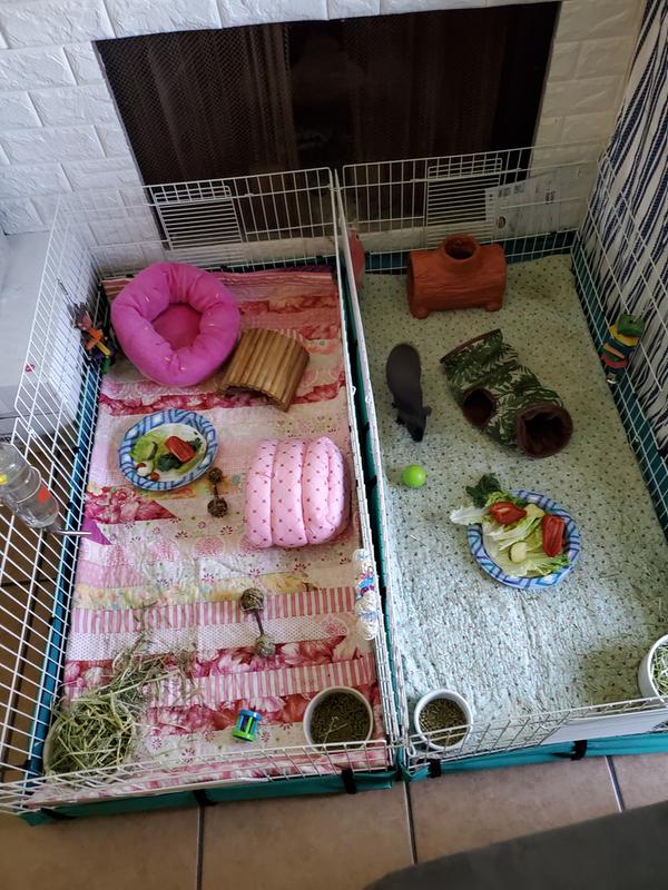 Setting up a outlet guinea pig hutch