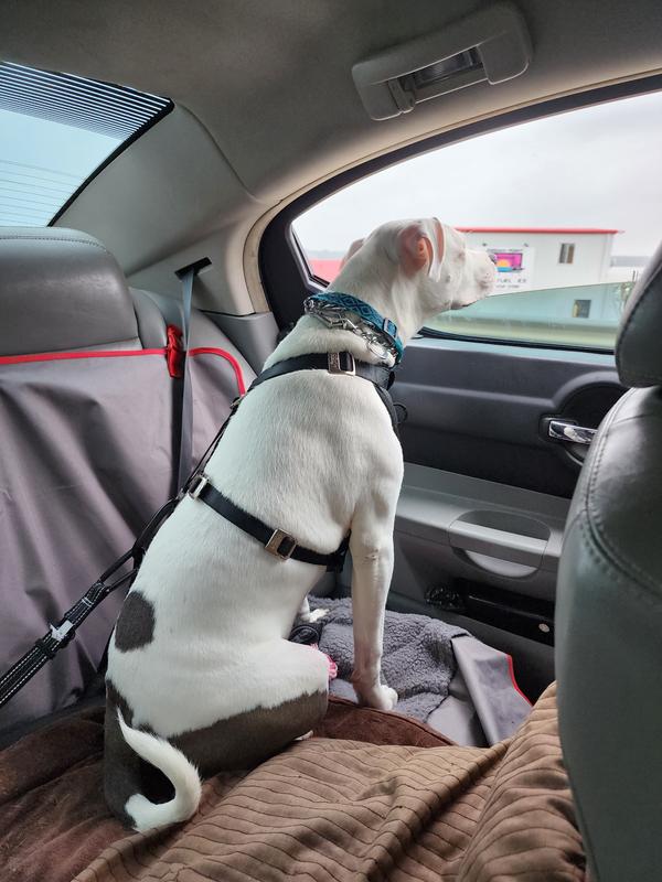 EveryYay Road Trippin' Black Seat Belt Extender