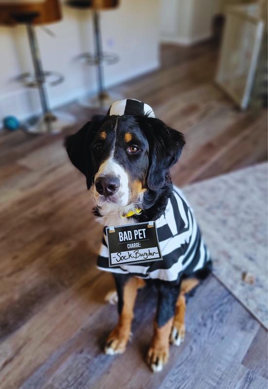 Dog criminal costume best sale