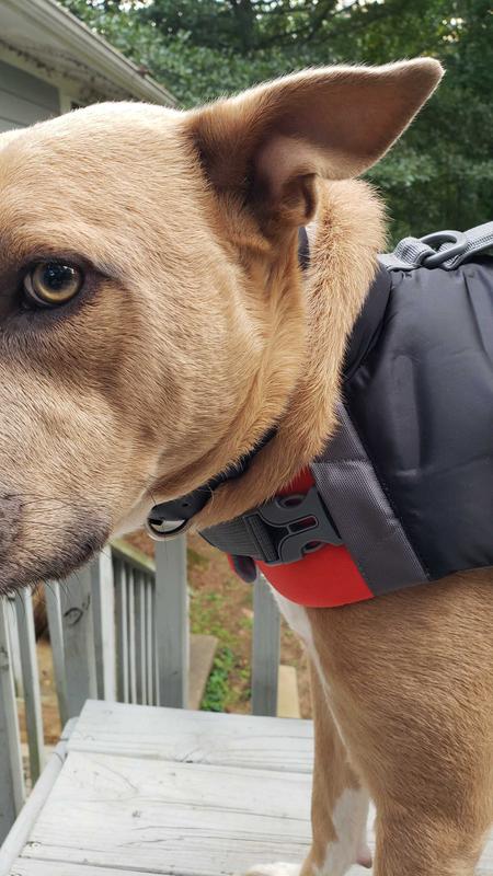 Diy dog outlet weight vest