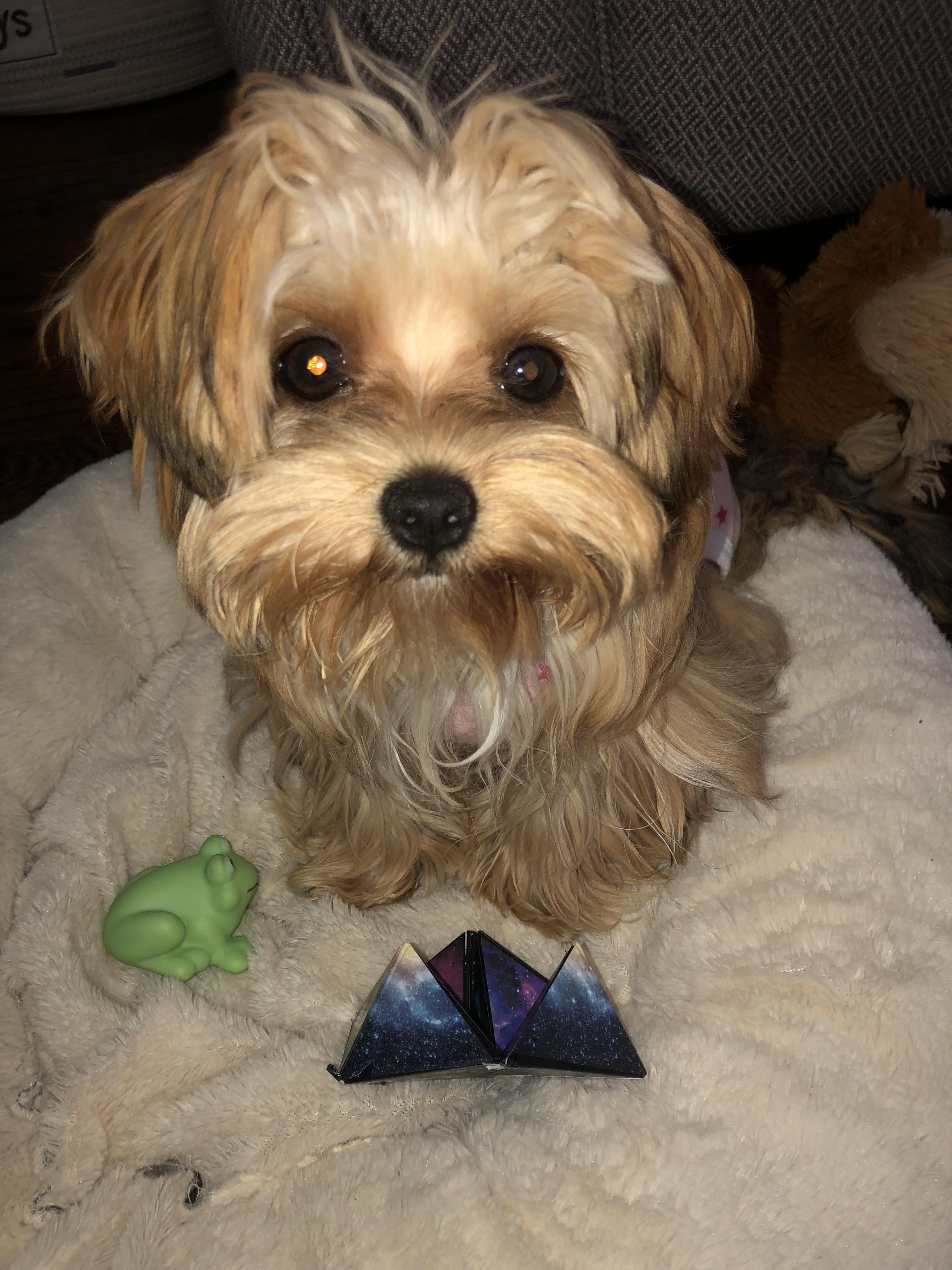 Petco tear stain remover sale